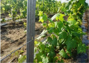 C Type Metal 1.5mm Grape Vine Stakes 1.8-3.5M Height