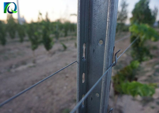 گالوانیزه 50x40MM Vineyard Trellis Posts برای باغ شراب بزرگ