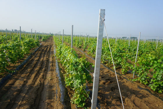 8ft گالوانیزه سوراخ سوراخ نوع 2mm تاکستان Trellis ارسال