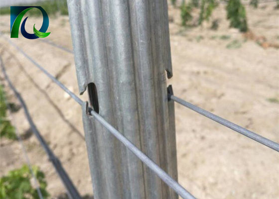 فولاد فلزی 1.8m Vineyard Trellis Posts برای سیم 1.6-3.0MM